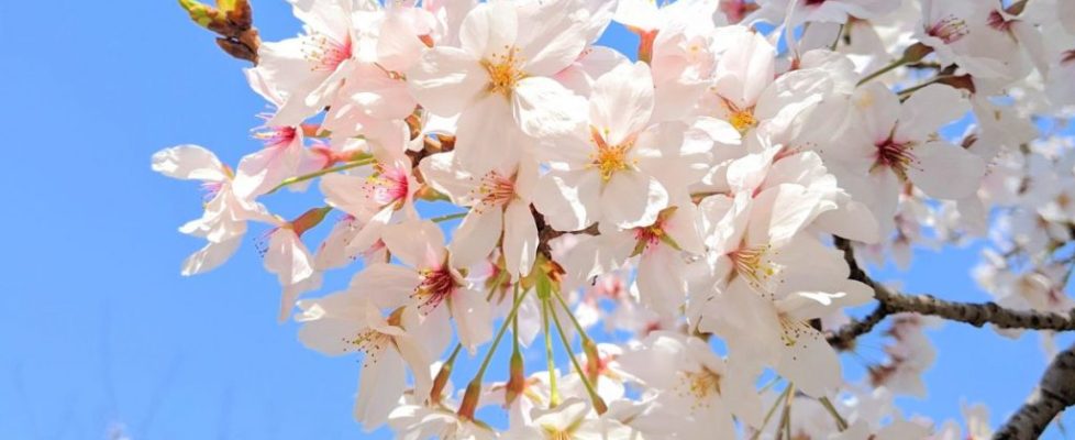 sakura3 (2)